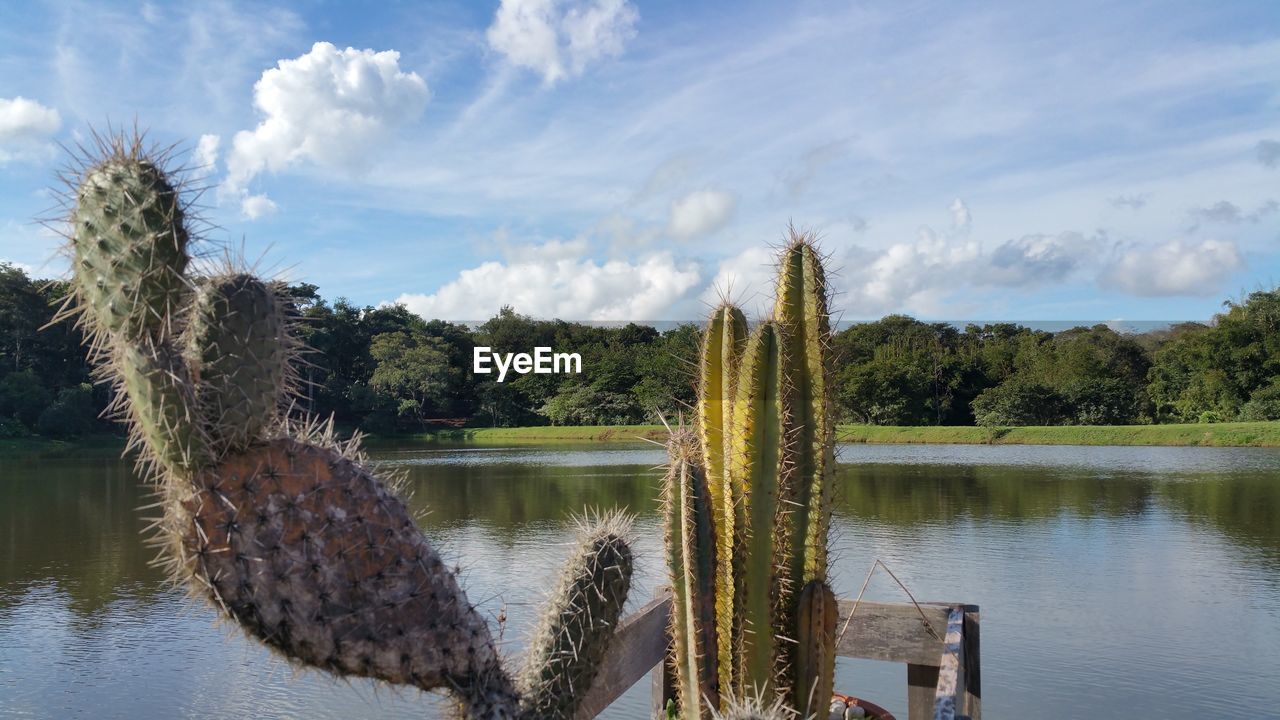 Cactus growing by lake against sky