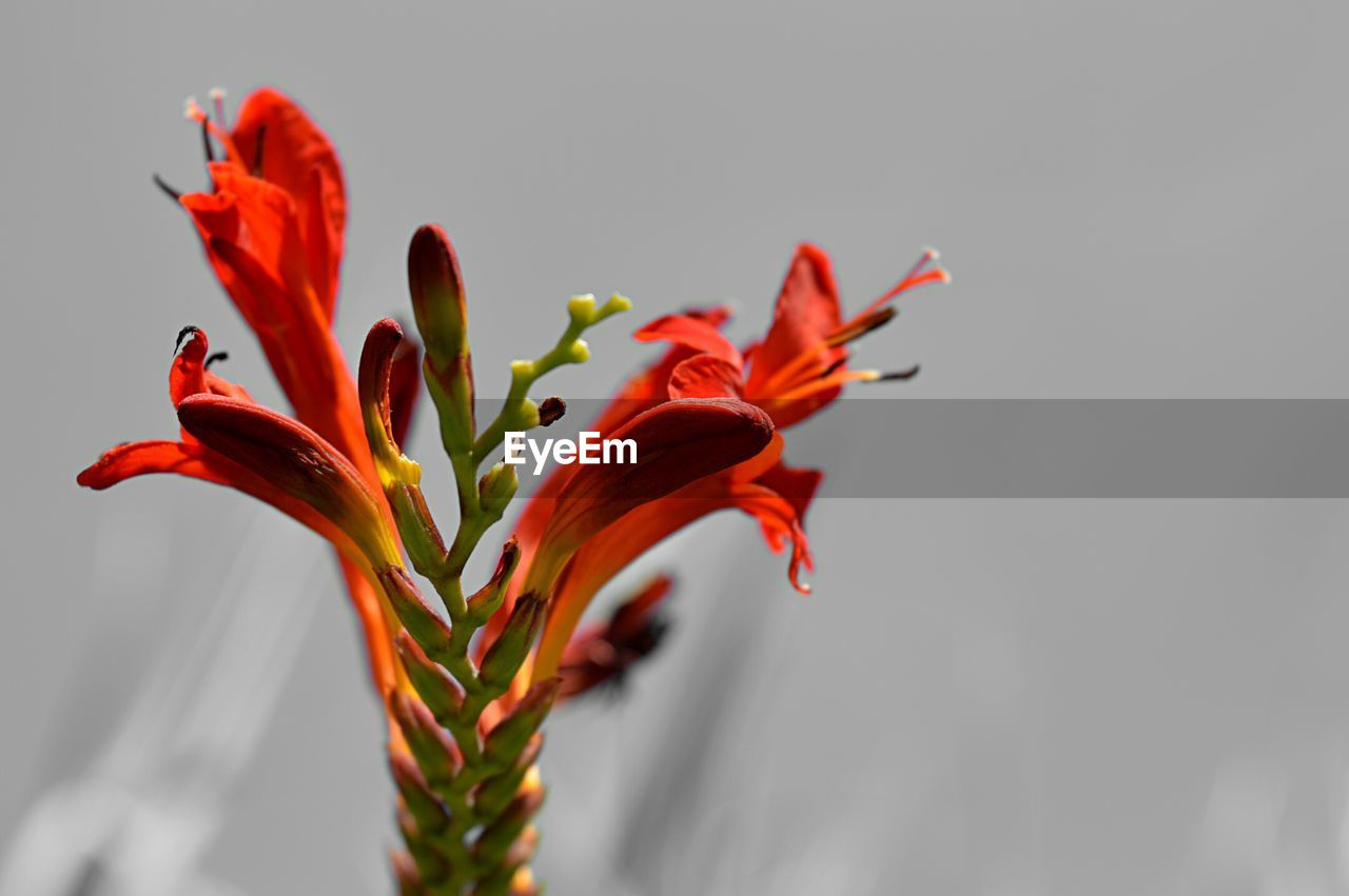 Close up of red flower