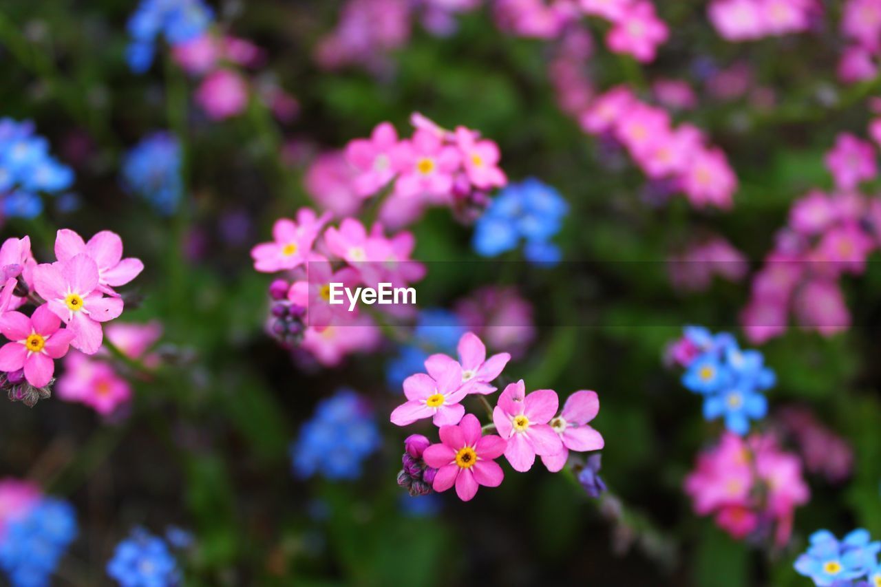 Close-up of pink flowering plant in park