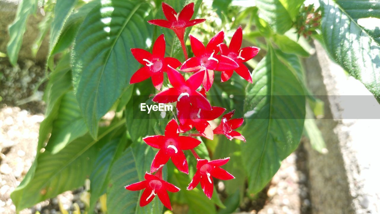 CLOSE-UP OF RED MAPLE LEAF