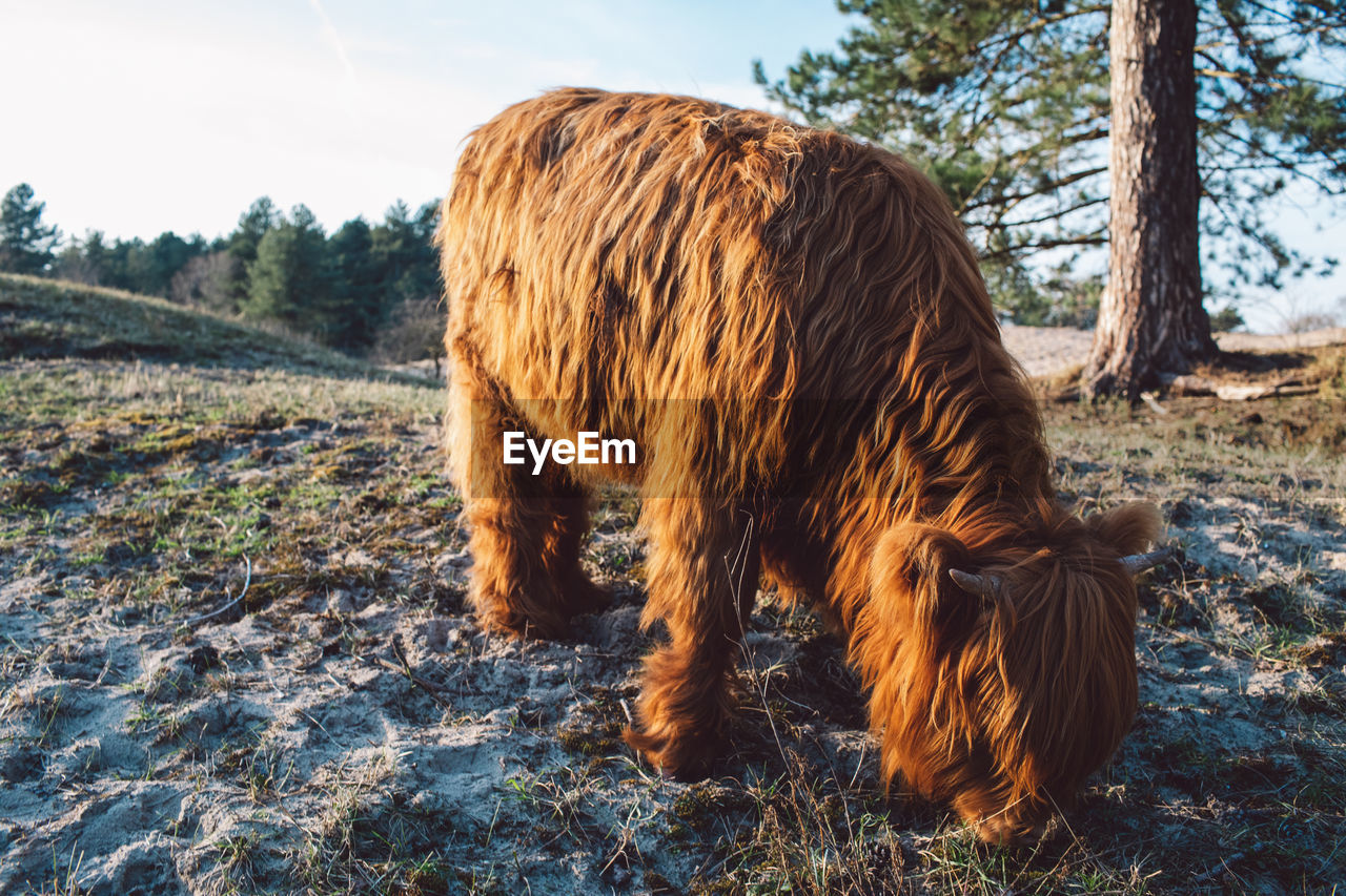 VIEW OF A DOG LOOKING AWAY