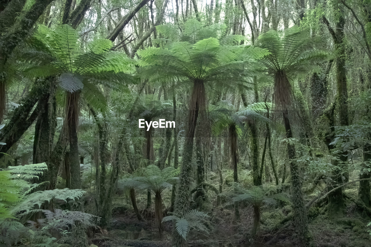 SCENIC VIEW OF FOREST