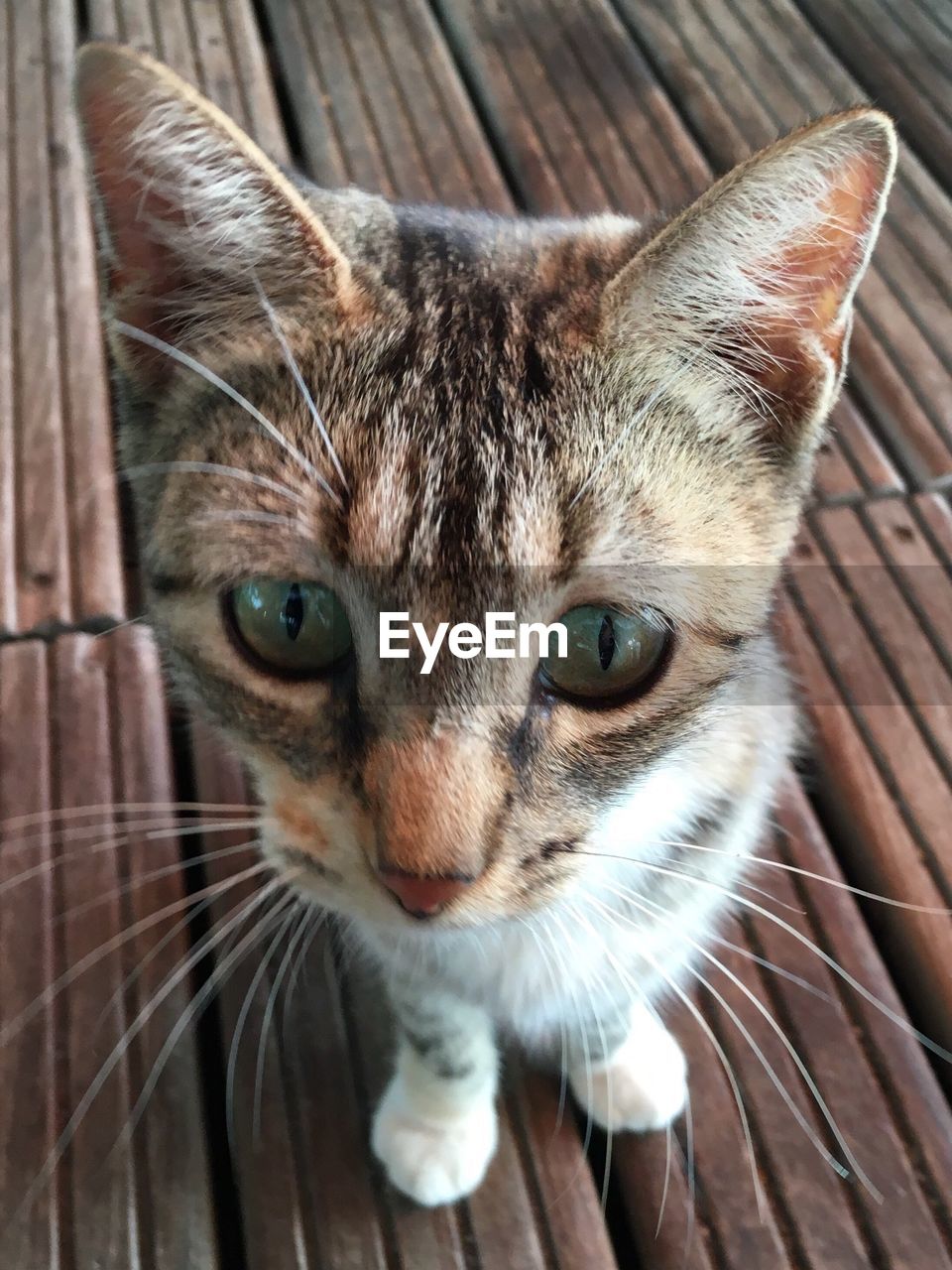 Close-up portrait of cat