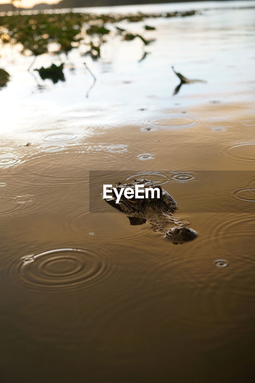 HIGH ANGLE VIEW OF CROCODILE IN LAKE