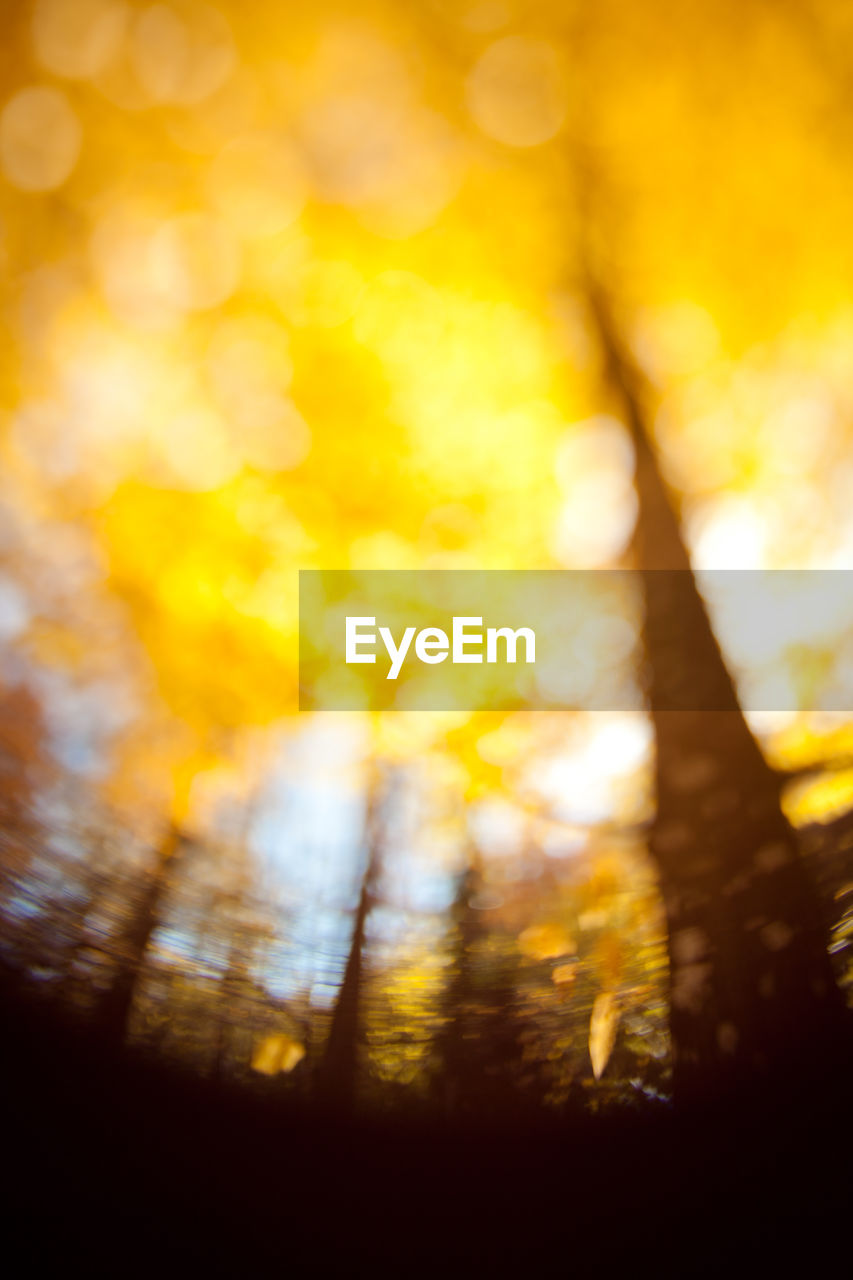 DEFOCUSED IMAGE OF YELLOW TREE