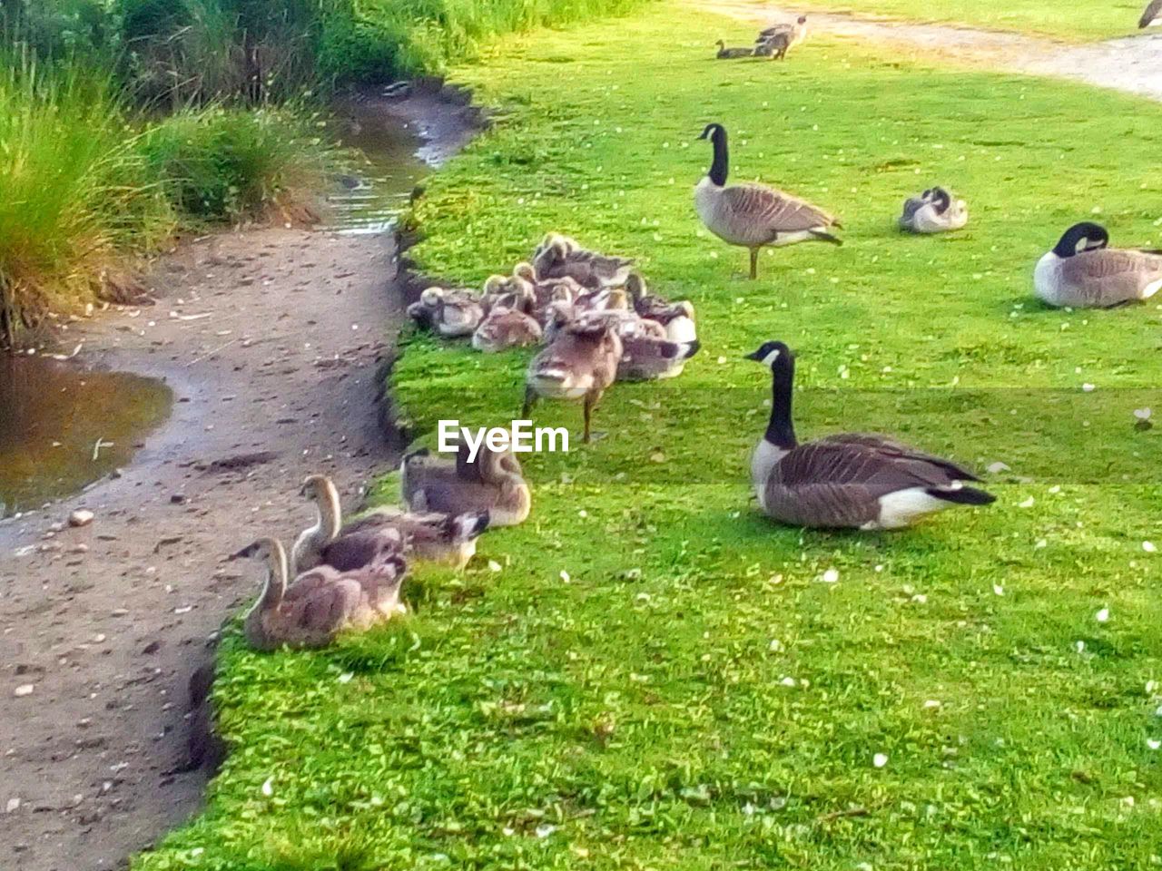 FLOCK OF BIRDS ON GRASS