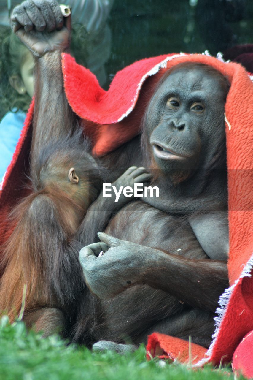 CLOSE-UP OF MONKEY SITTING ON A ZOO