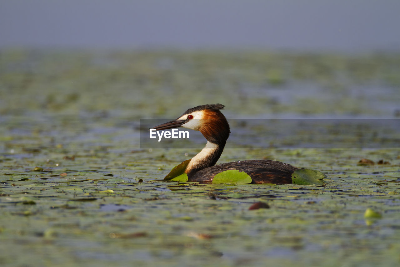 Great crested grebe in kopacki rit