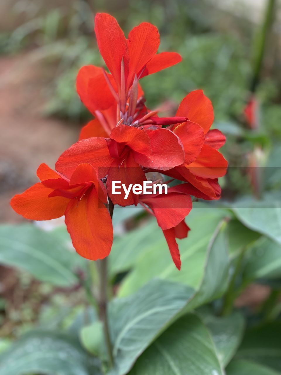 plant, flower, flowering plant, beauty in nature, freshness, petal, red, close-up, nature, plant part, leaf, growth, flower head, inflorescence, fragility, no people, outdoors, botany, blossom, focus on foreground, springtime, day