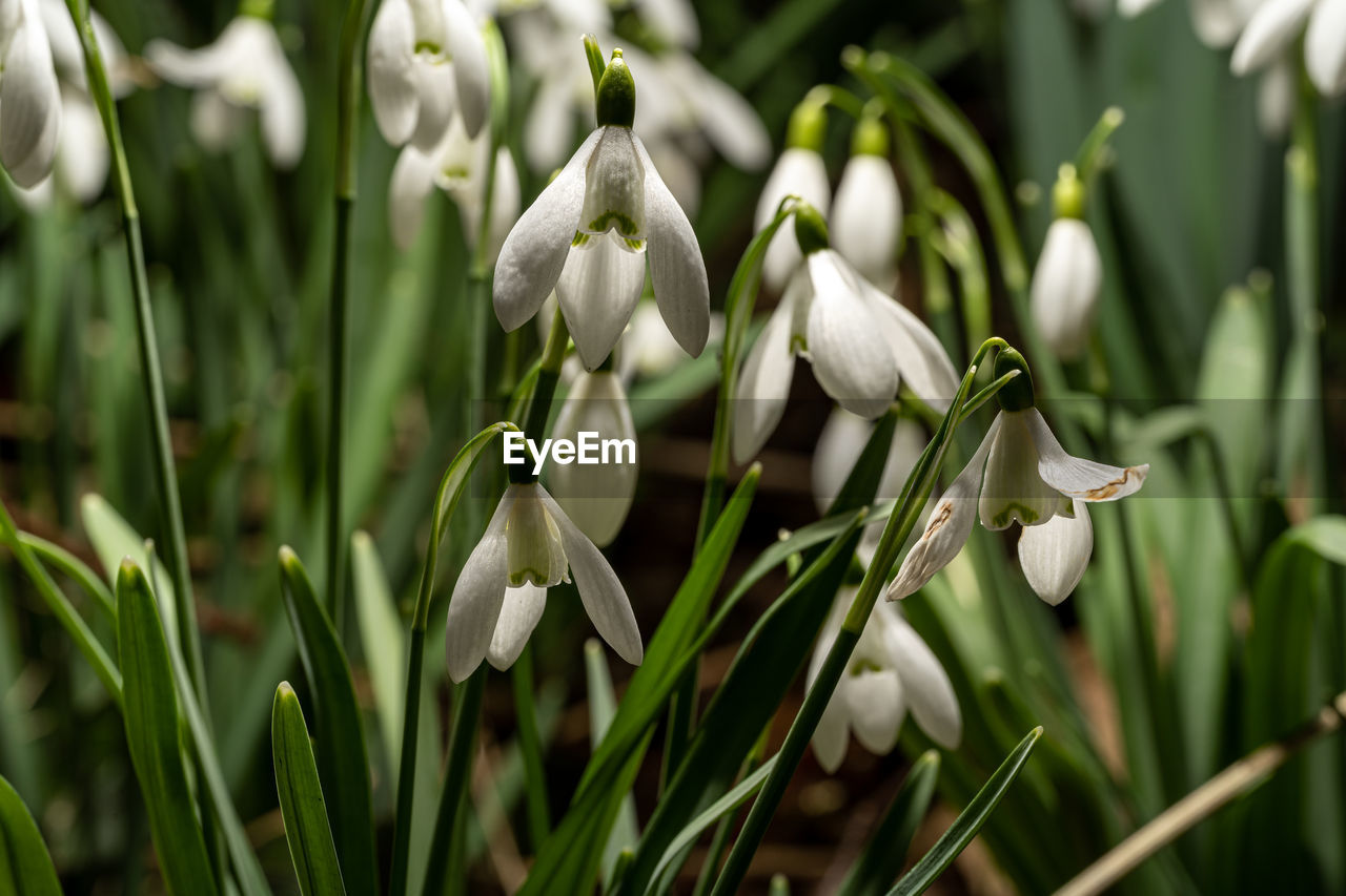 close-up of white flowering plant