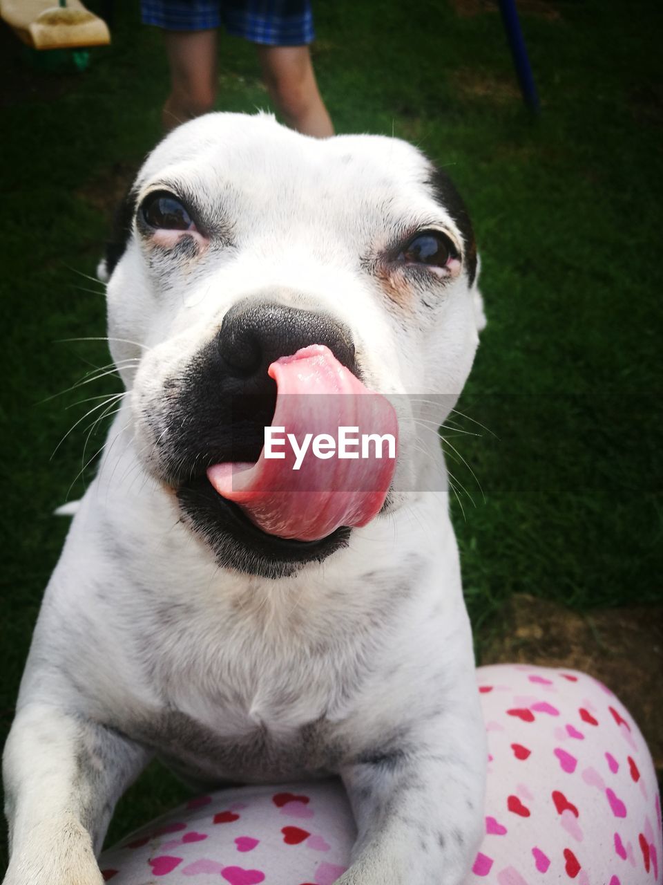 PORTRAIT OF DOG STICKING OUT TONGUE OUTDOORS