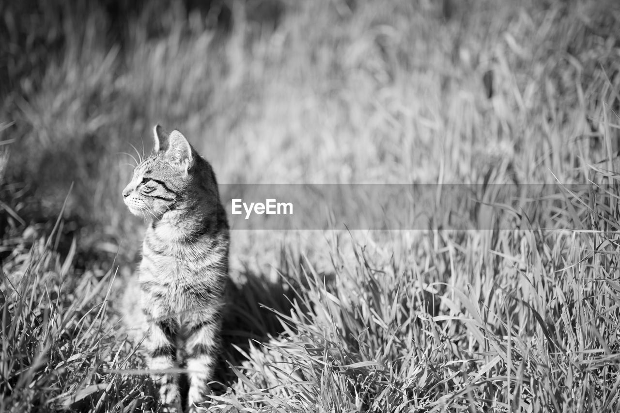 Cat sitting on field