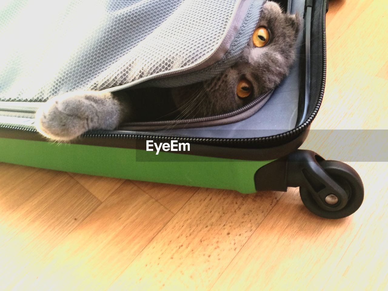 Portrait of cat in suitcase on hardwood floor