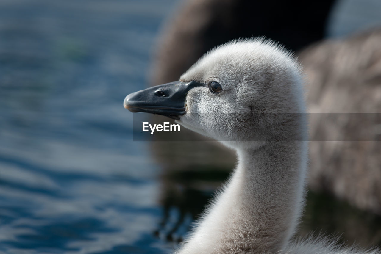 Close-up image of a black swan cygnet