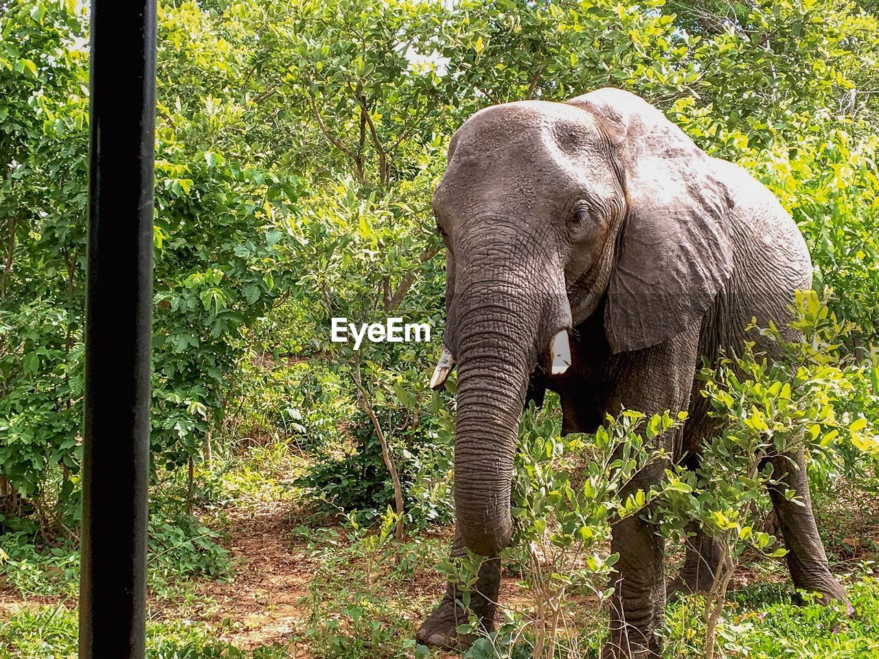 Elephant on tree