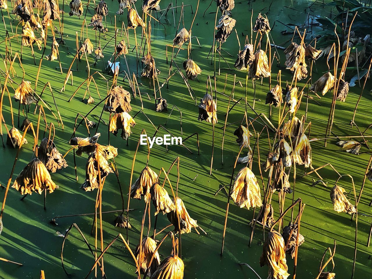 CLOSE-UP OF DRY PLANTS BY LAKE