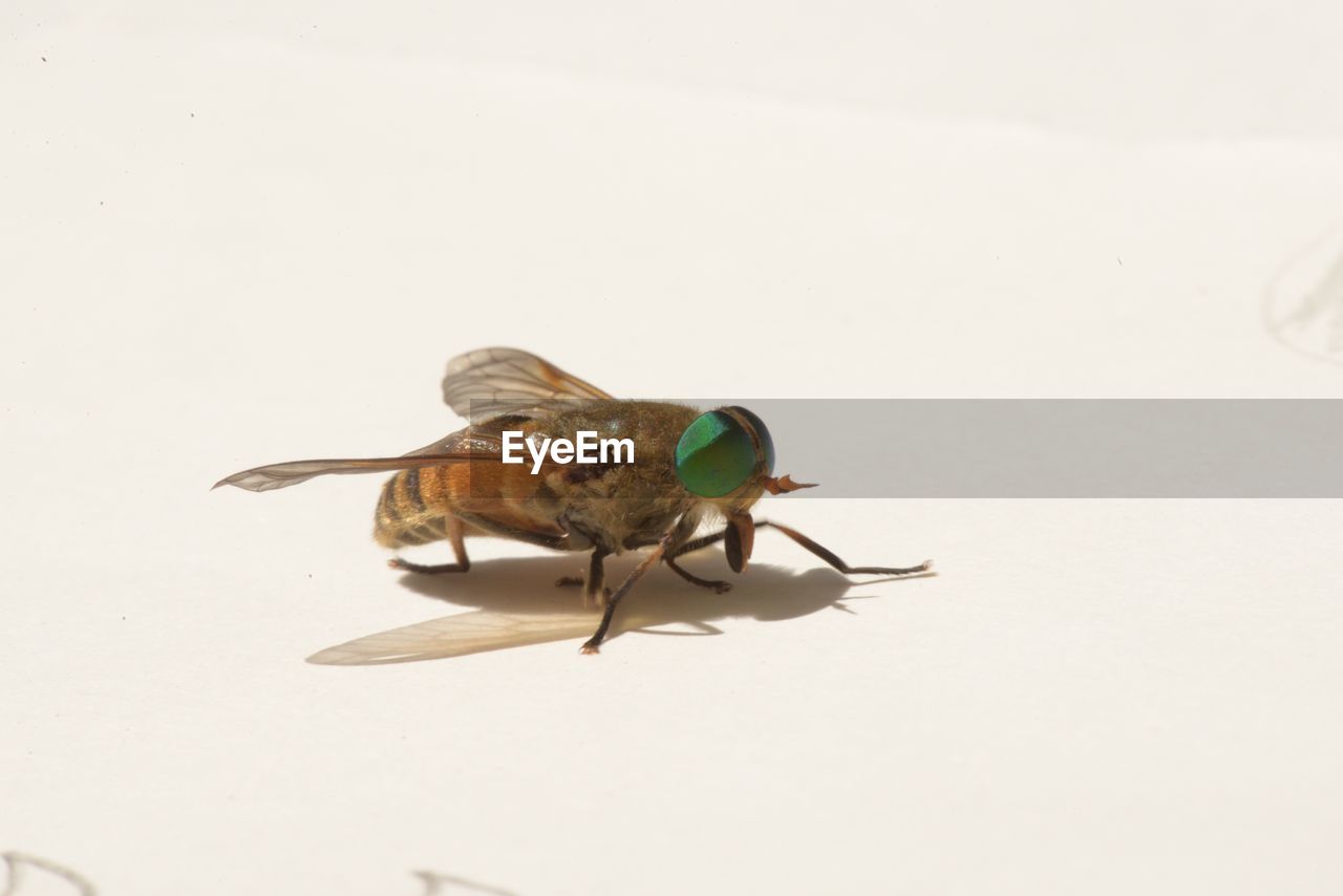 CLOSE-UP OF INSECT ON WHITE BACKGROUND