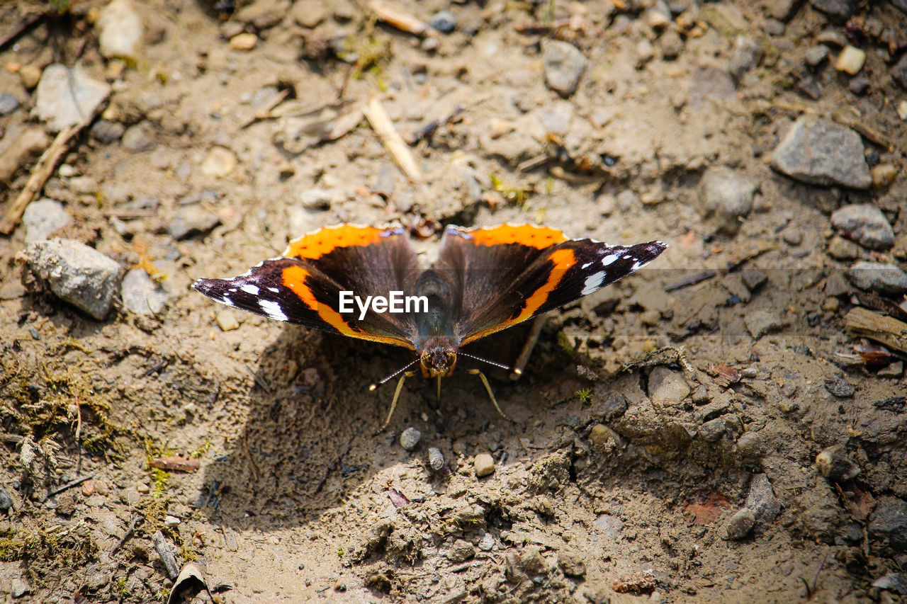 HIGH ANGLE VIEW OF BUTTERFLY ON GROUND