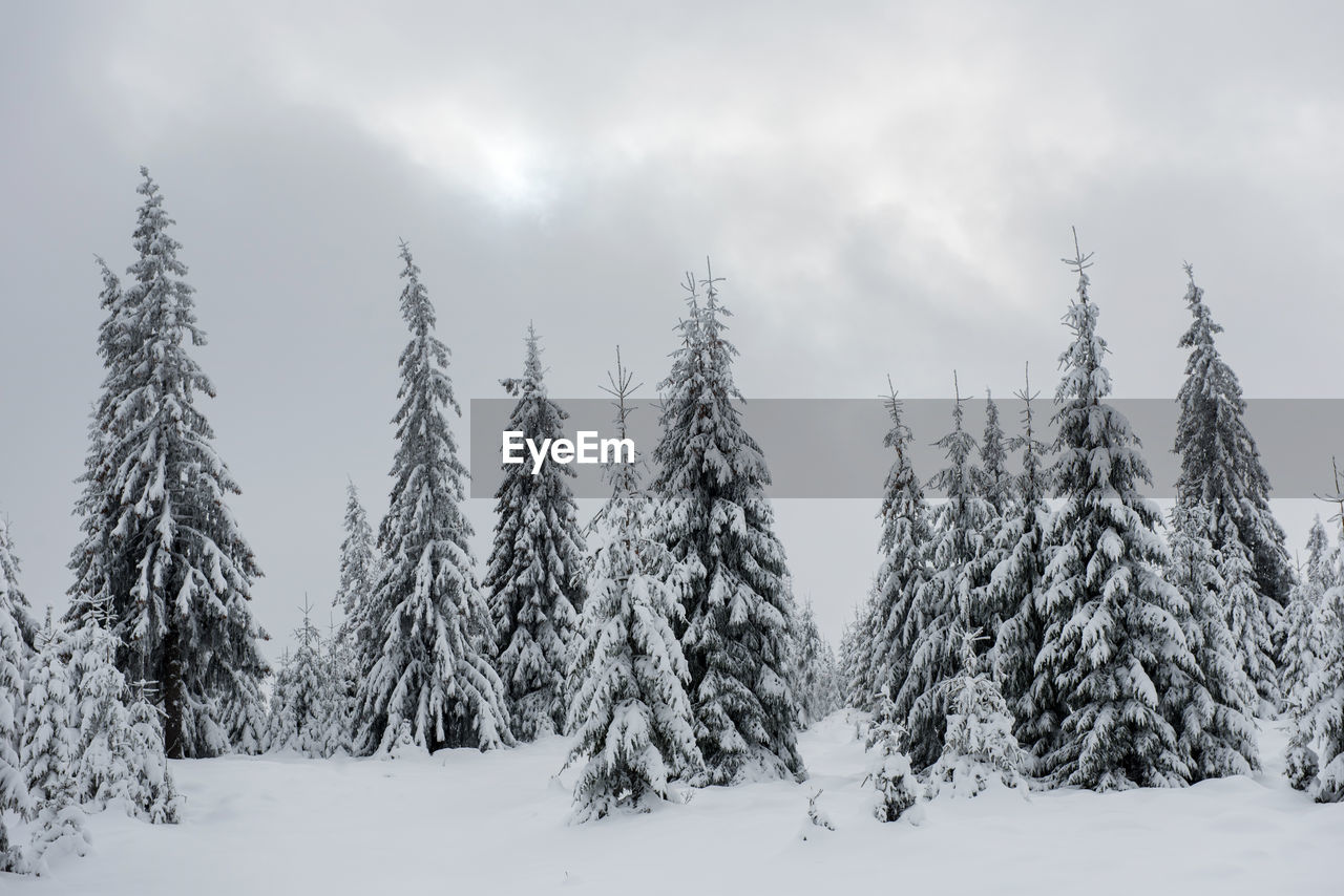 TREES ON FIELD DURING WINTER