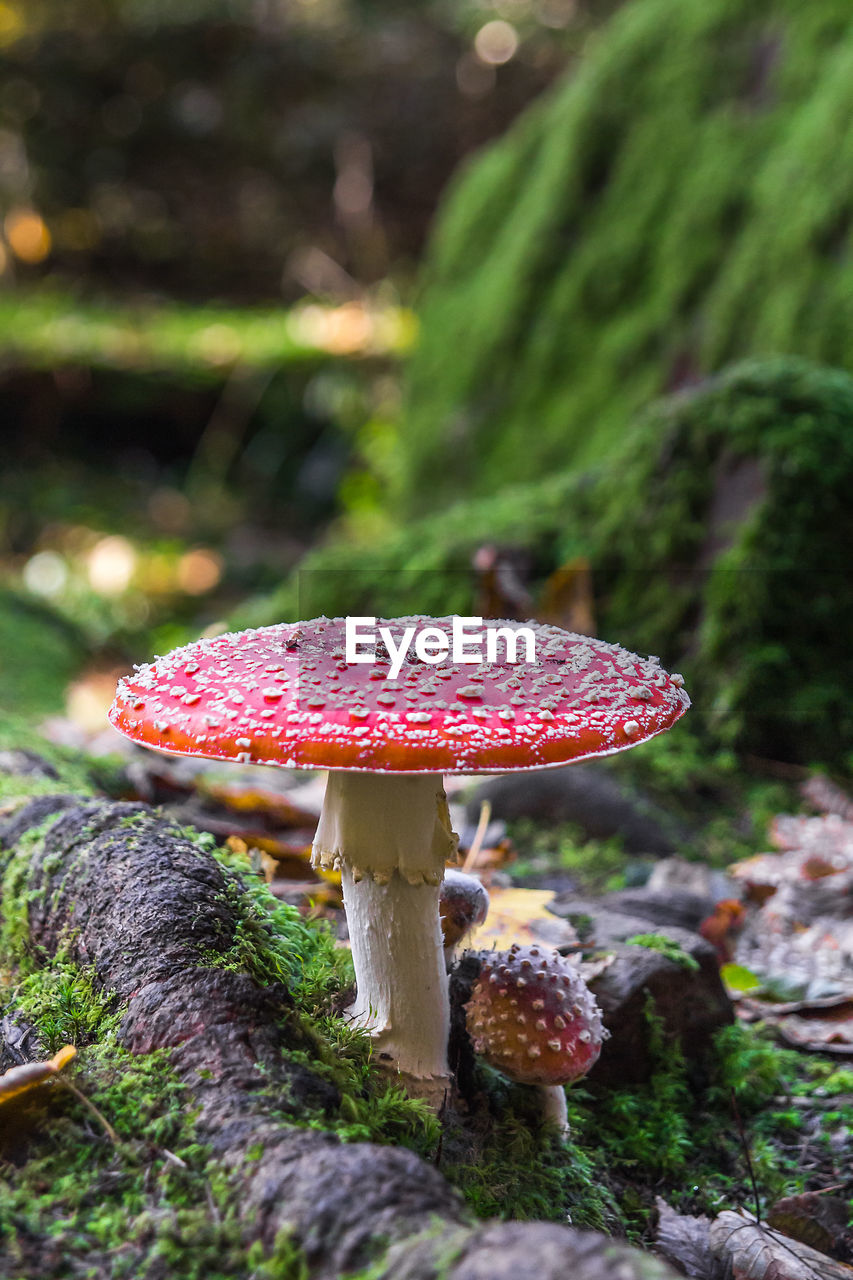 Close-up of fly agaric mushroom