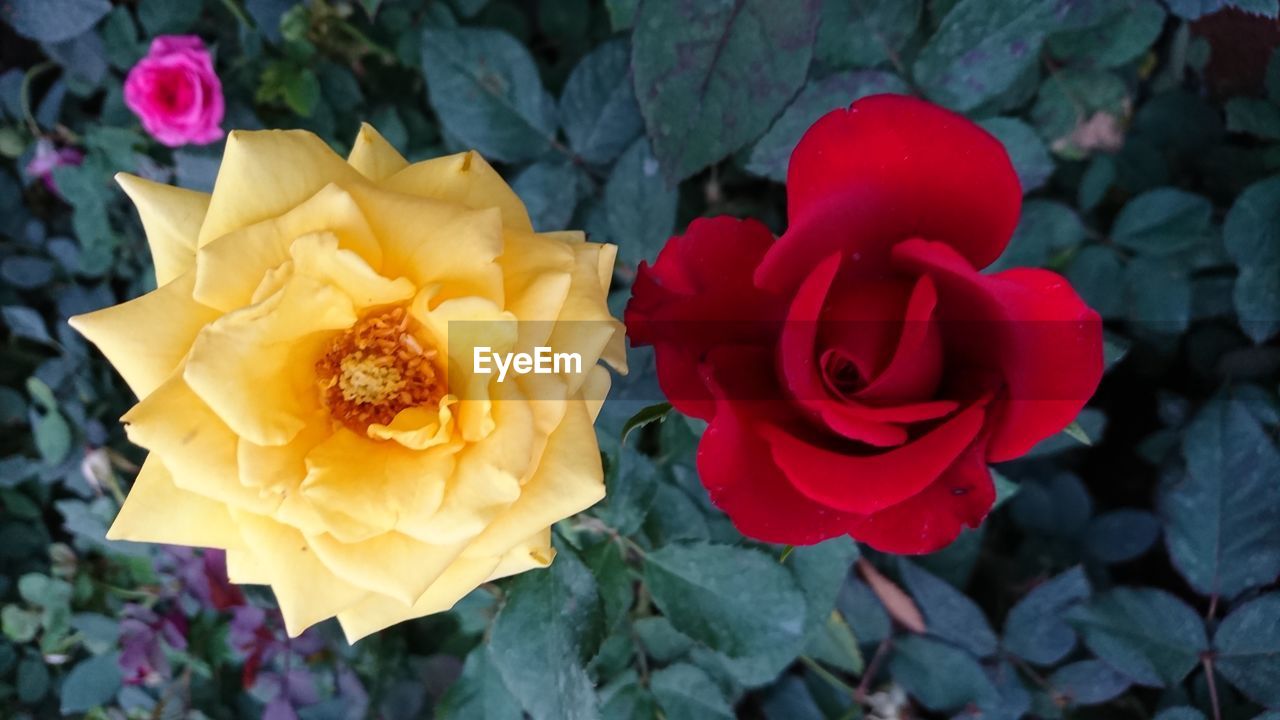 CLOSE-UP OF YELLOW FLOWER