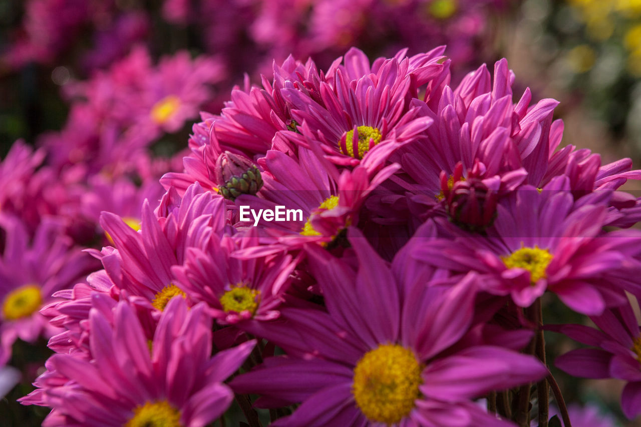 CLOSE-UP OF PINK FLOWER BLOOMING OUTDOORS