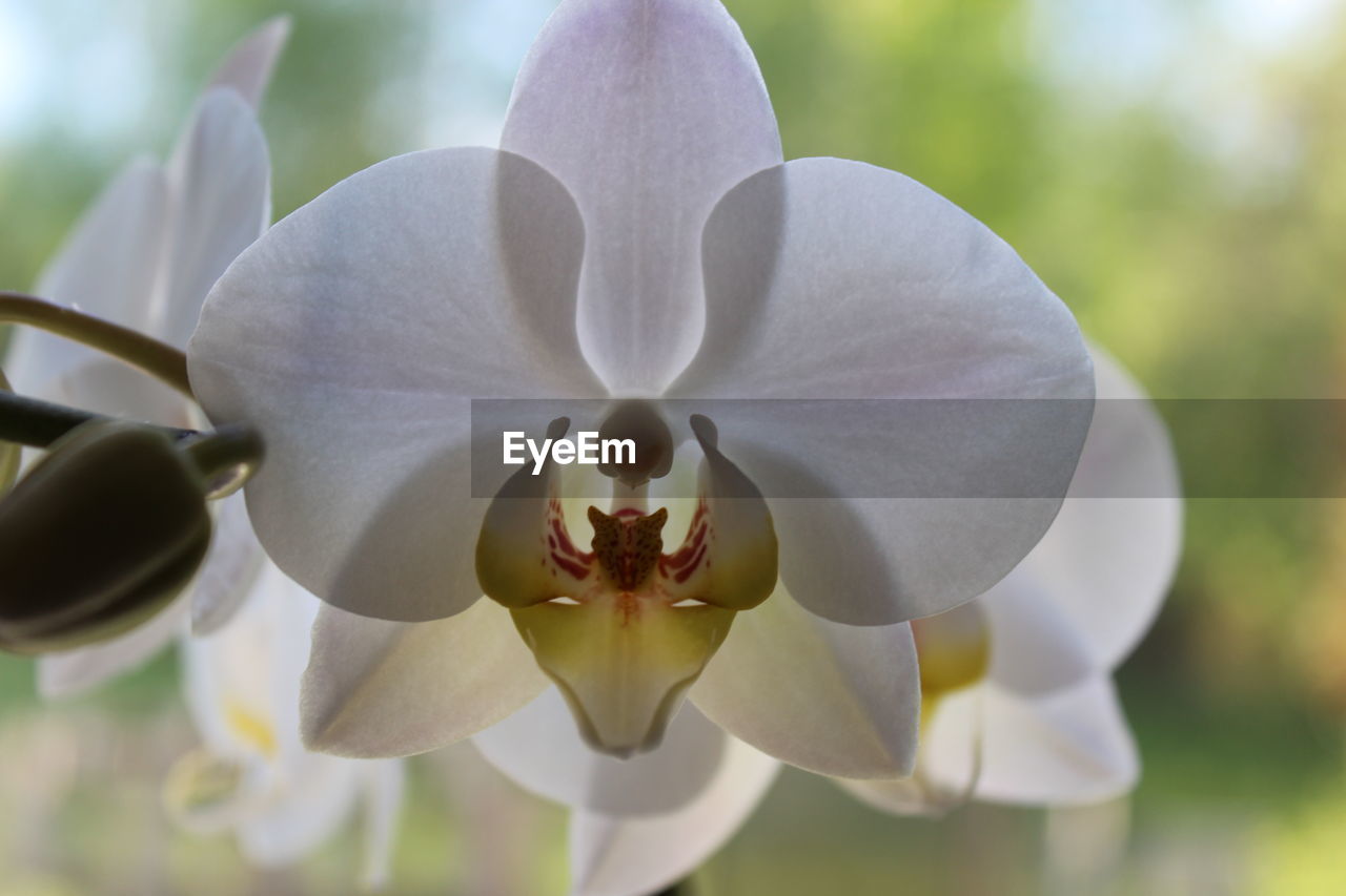 CLOSE-UP OF WHITE ORCHIDS BLOOMING OUTDOORS