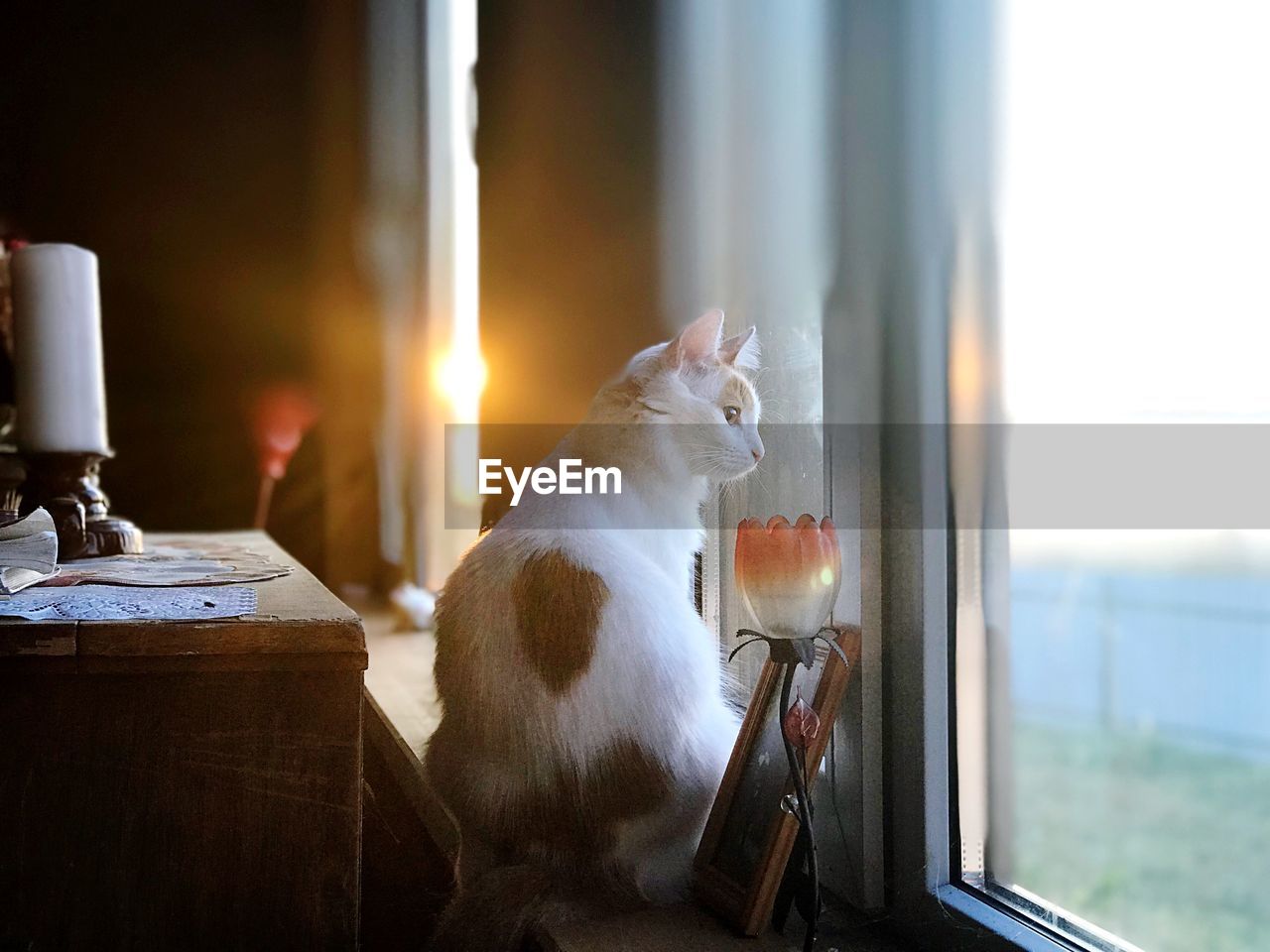 Cat looking through window at home during sunset