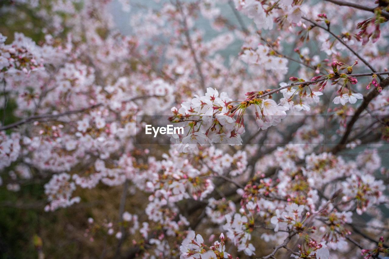 CHERRY BLOSSOMS IN SPRING