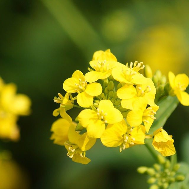 CLOSE-UP OF YELLOW FLOWERS