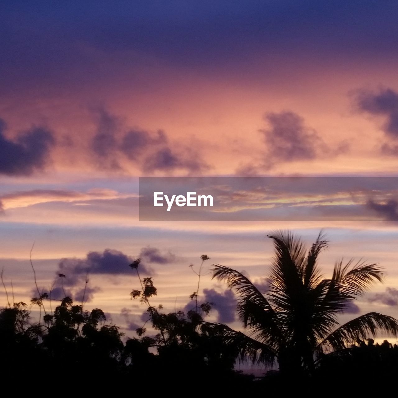 SILHOUETTE OF PALM TREES AGAINST SUNSET SKY