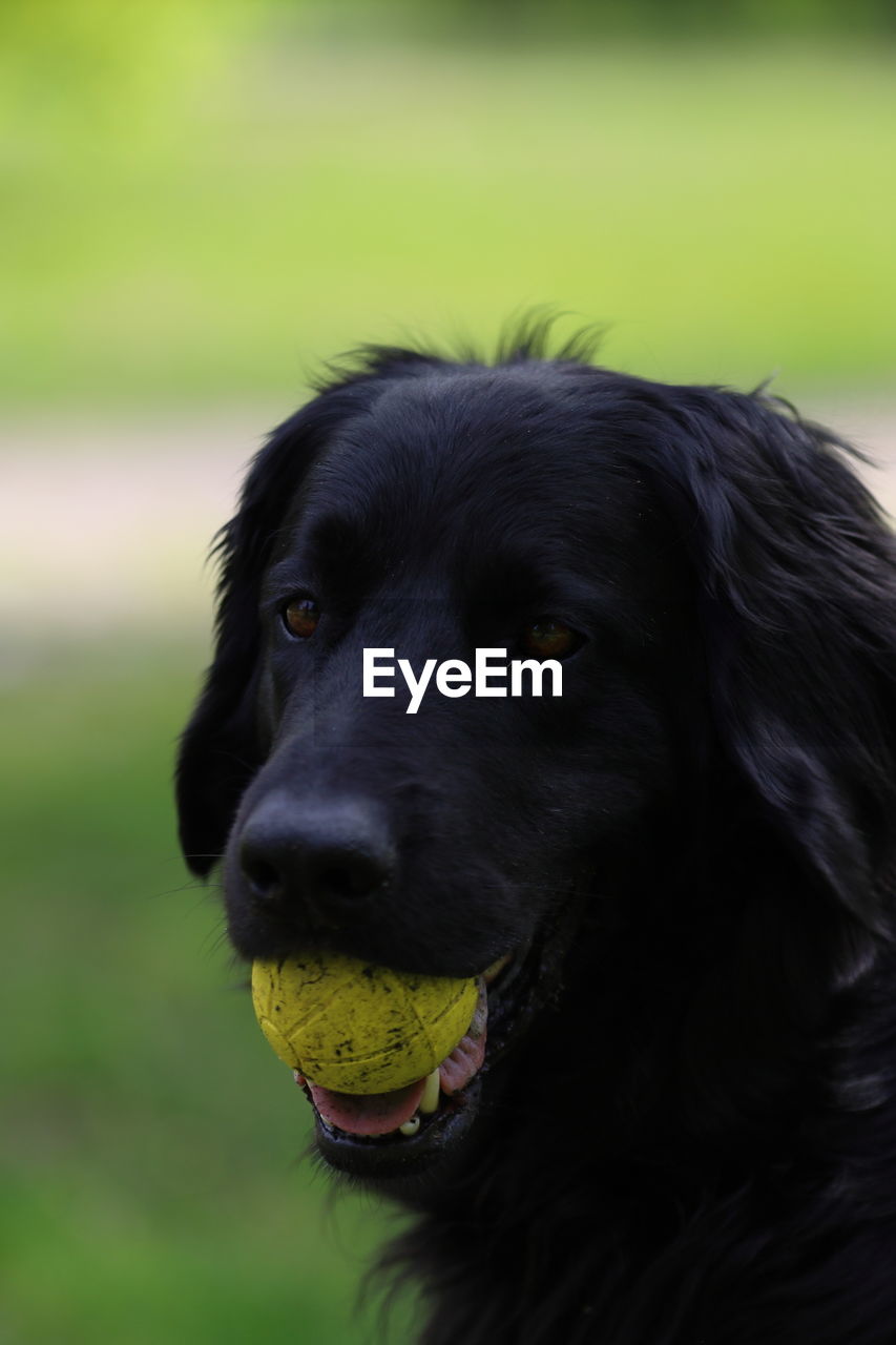 Close-up portrait of dog