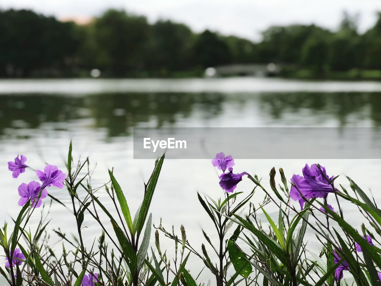 CLOSE-UP OF PINK CROCUS FLOWERS