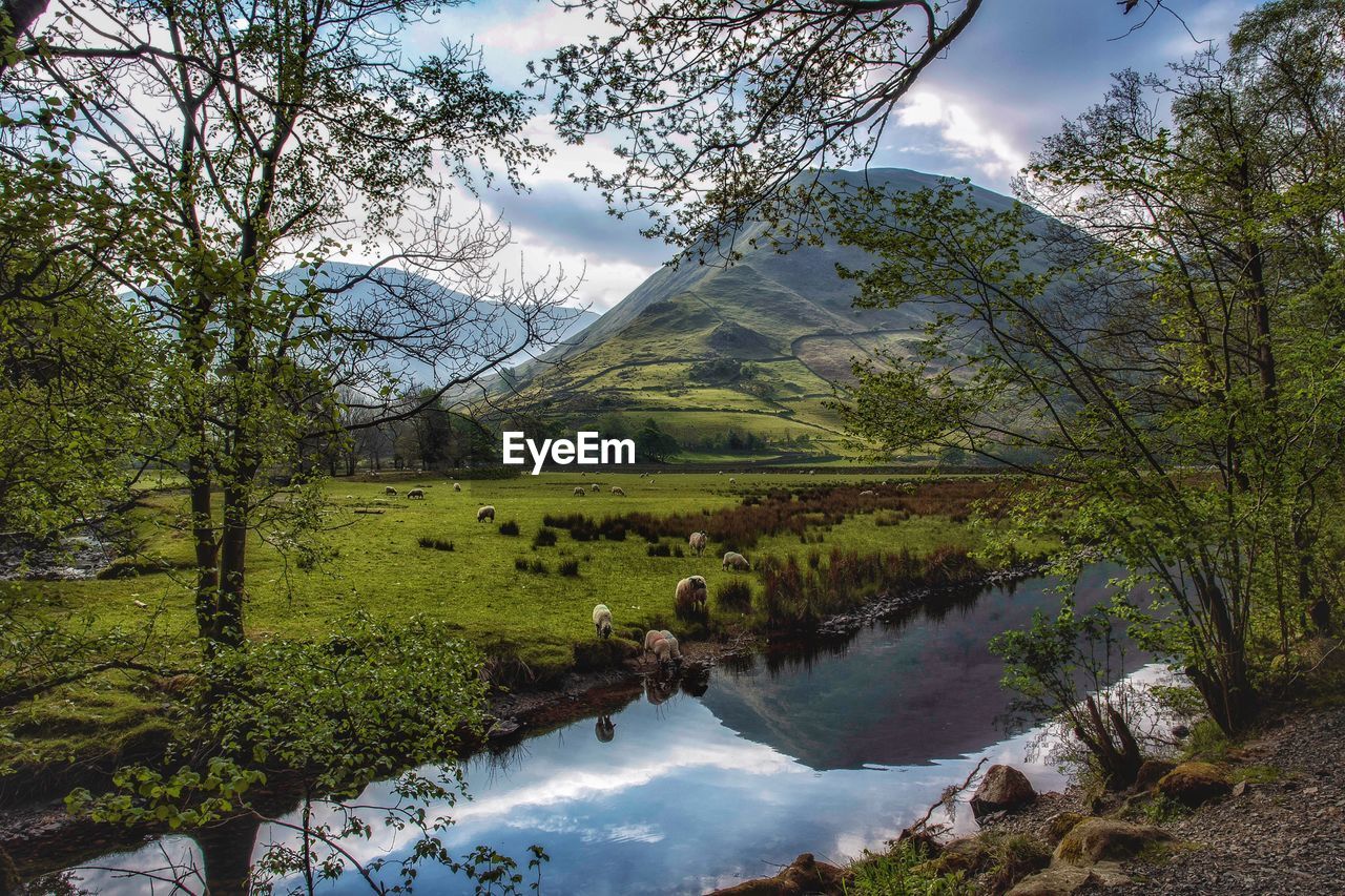 Scenic view of tree by mountains against sky