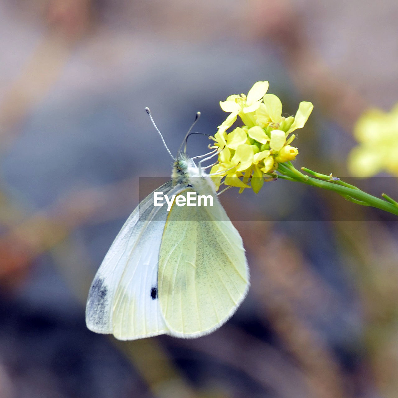 CLOSE-UP OF BUTTERFLY ON PLANT OUTDOORS