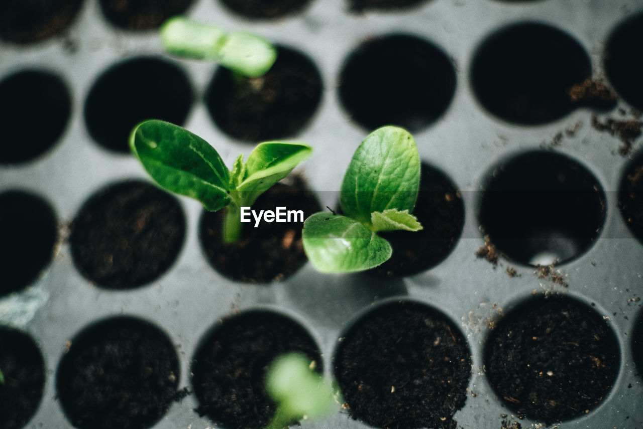 Directly above shot of potted plants