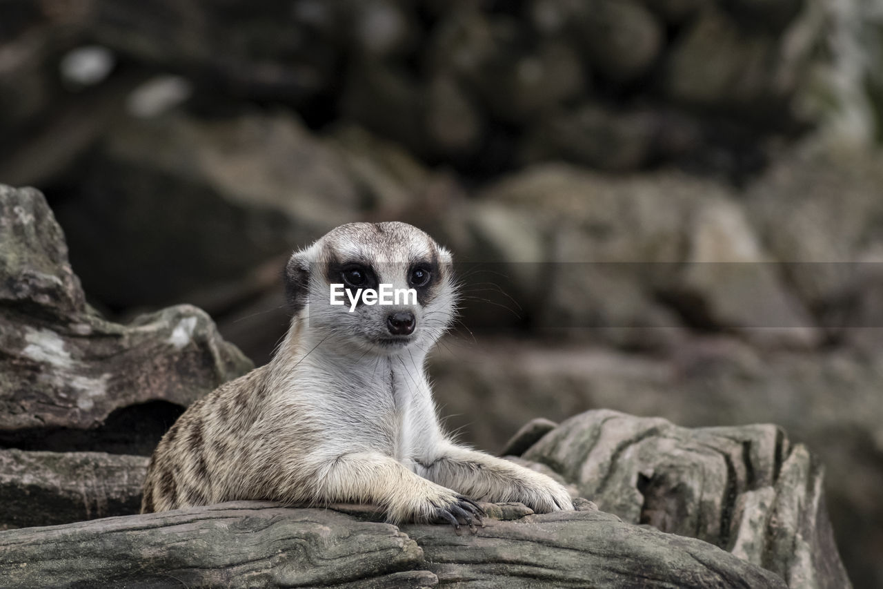 PORTRAIT OF AN ANIMAL ON ROCK