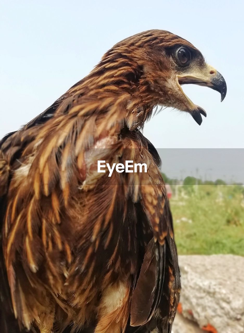 Close-up of a hawk