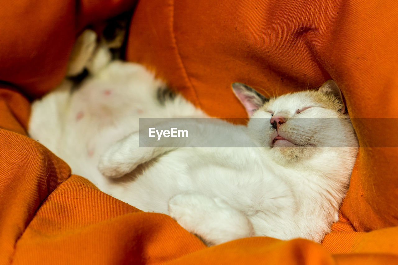 HIGH ANGLE VIEW OF CAT SLEEPING ON BED