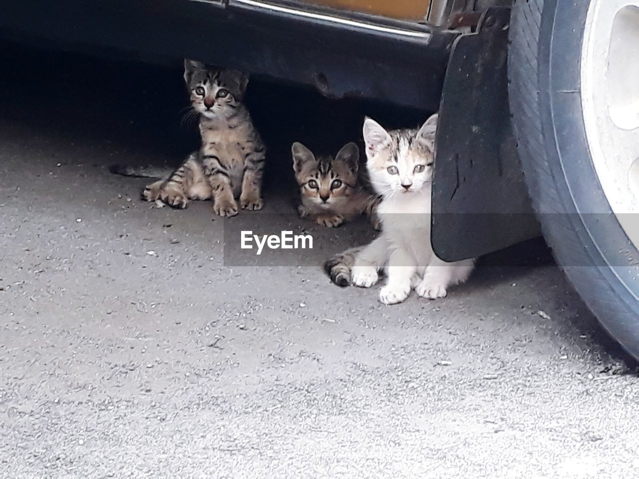 HIGH ANGLE VIEW PORTRAIT OF CATS ON CARPET