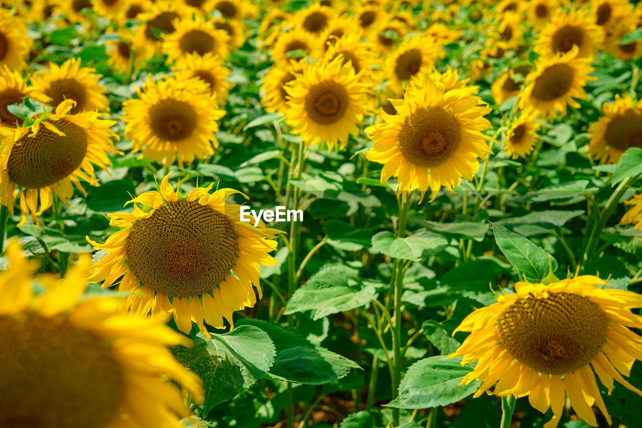 sunflower, plant, flower, flowering plant, freshness, yellow, beauty in nature, growth, flower head, nature, inflorescence, field, fragility, petal, sunflower seed, rural scene, landscape, land, no people, agriculture, close-up, pollen, plant part, leaf, botany, backgrounds, abundance, green, summer, outdoors, sunlight, day, blossom, full frame, environment, farm, asterales, selective focus, springtime