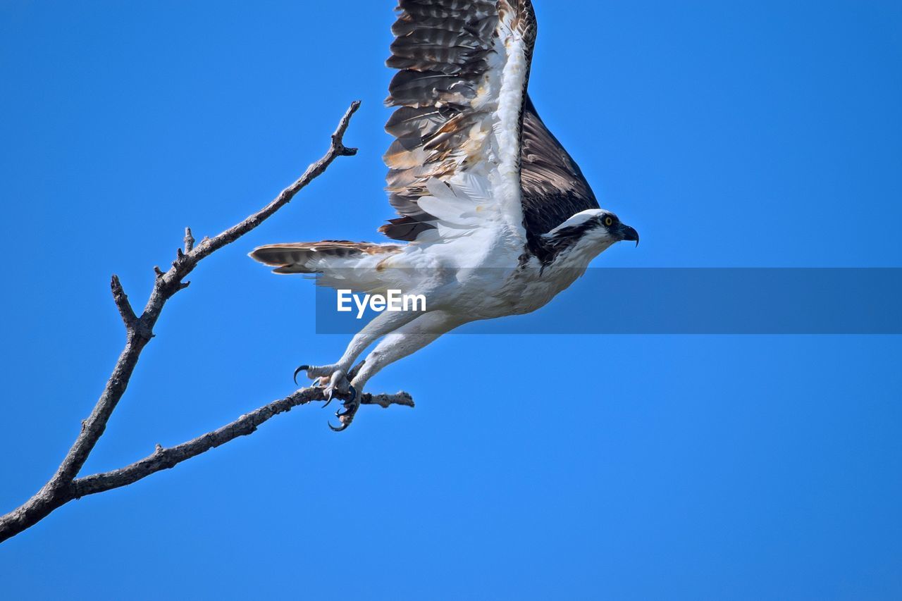 Low angle view of osprey by bare tree against clear sky