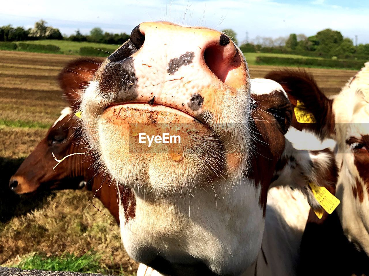 CLOSE-UP OF COW IN FIELD