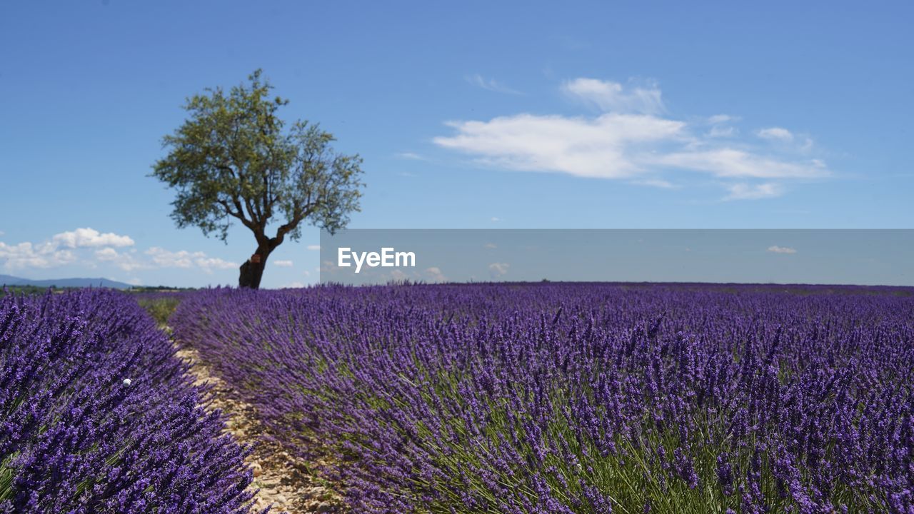 Scenic view of agricultural field with lavender flowers and single tree against sky