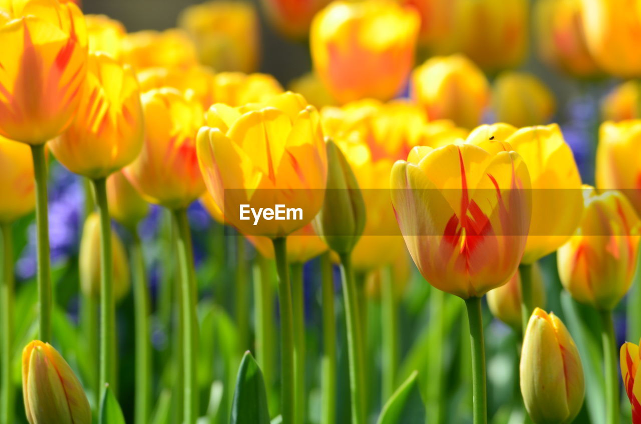 Close-up of yellow tulips in field