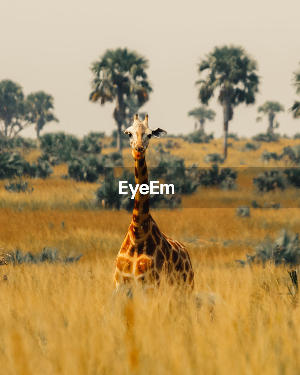 Portrait of giraffe on grassy field
