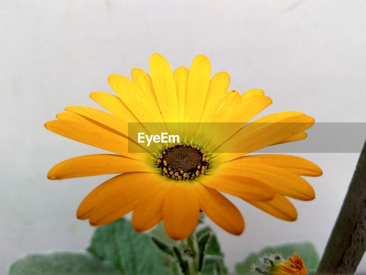 CLOSE-UP OF YELLOW FLOWER BLOOMING AGAINST PLANT