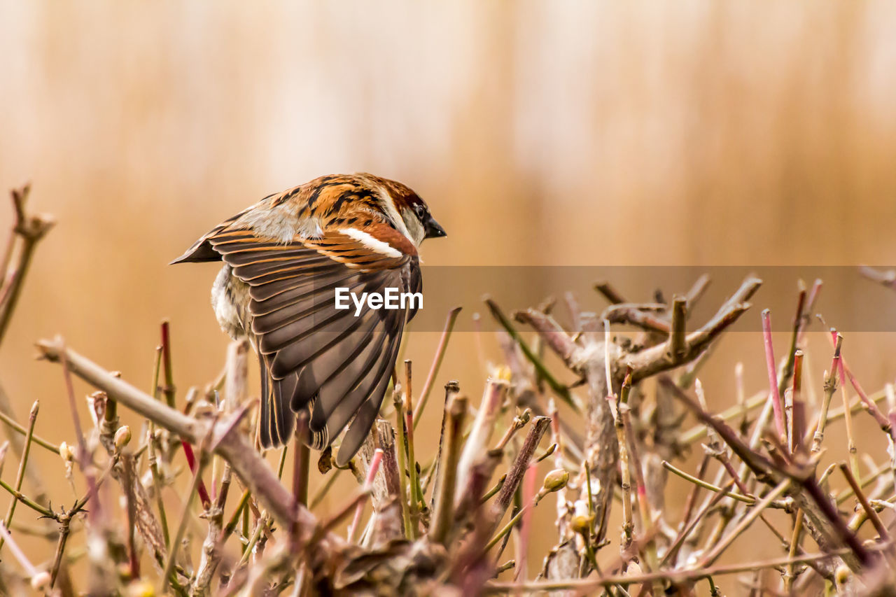 Male house sparrow or passer domesticus is a bird of the sparrow family passeridae