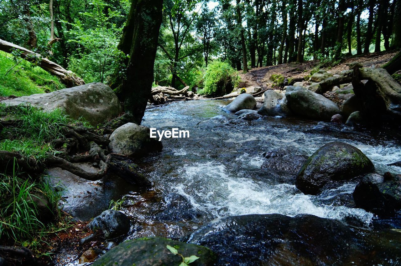 RIVER FLOWING IN FOREST