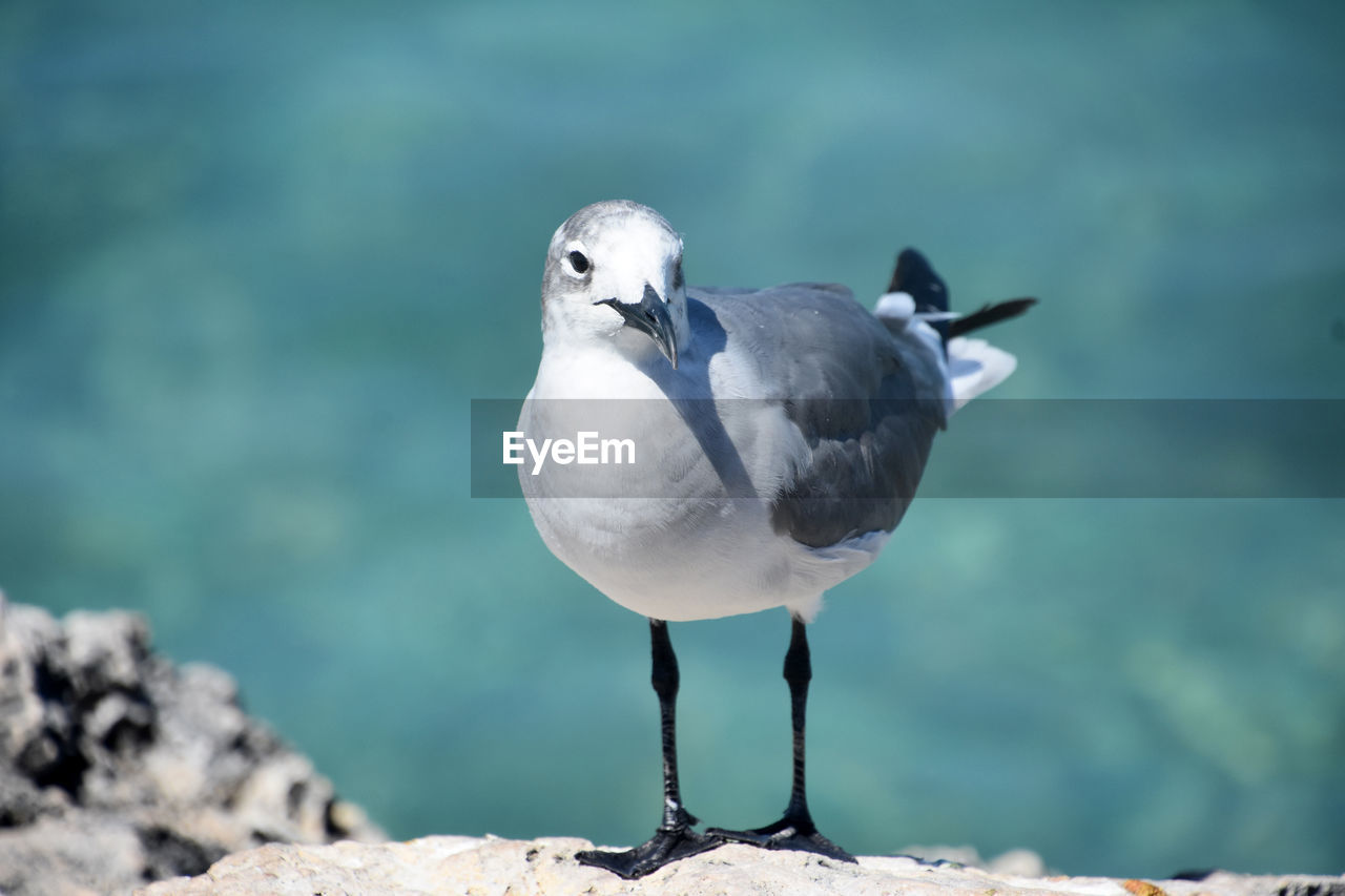 Fantastic close up of a laughing gull standing on lava rock on the coast.